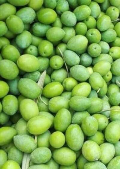 Selected Çakızdez Olives